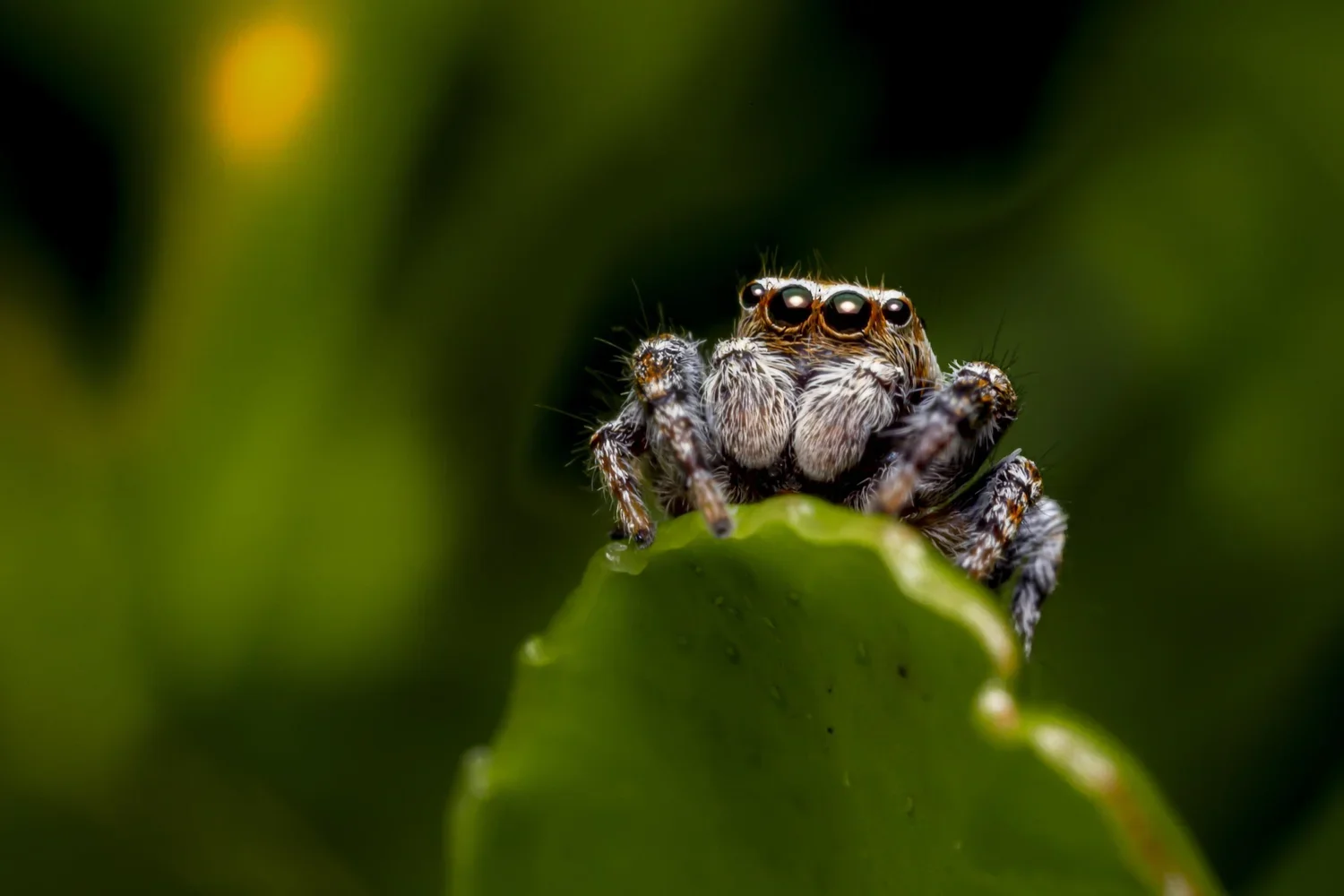 Close-up of a jumping spider on a green leaf with large, shiny eyes and detailed furry body.